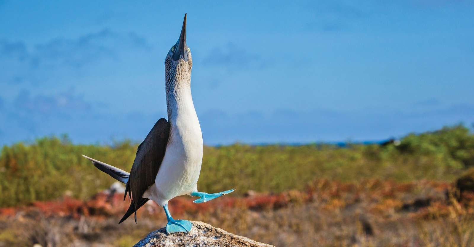 Blue-footed booby, Española Island, Galapagos, Ecuador.